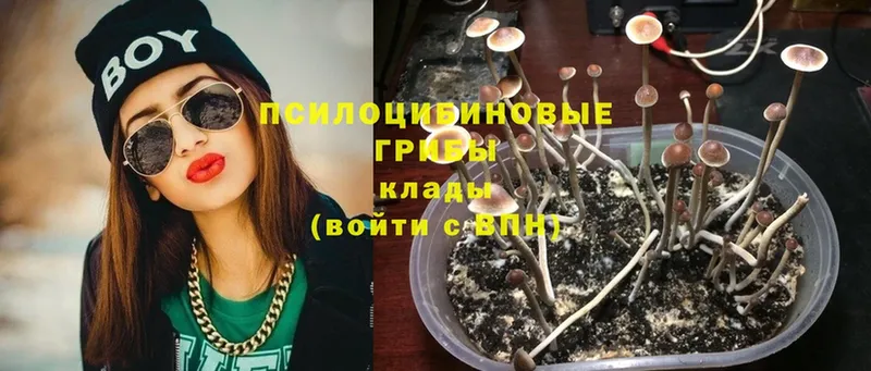 Галлюциногенные грибы Psilocybe  Осташков 